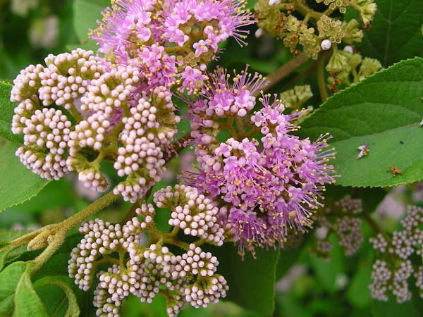 Callicarpa formosana